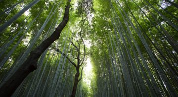 5 ways Origin is leading the way to a clean energy future