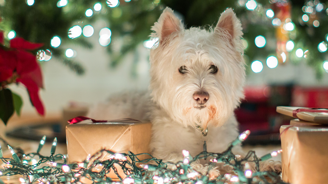 6 Tips to Get your Christmas Lights right