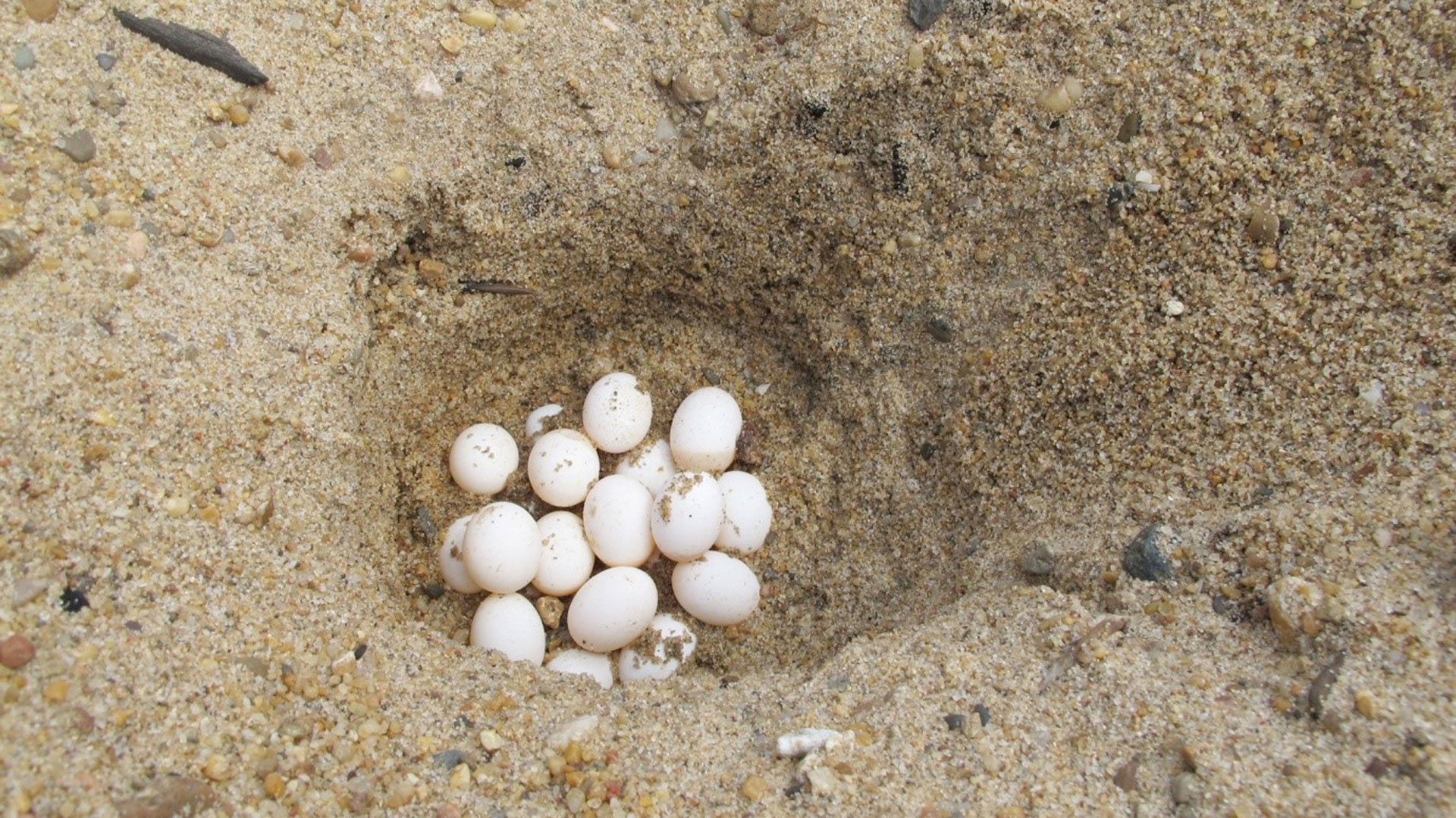 Origin works with Cape York Rangers to locate rare Jardine River