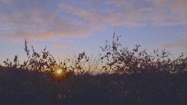 sunrise over canberra act homepage tall