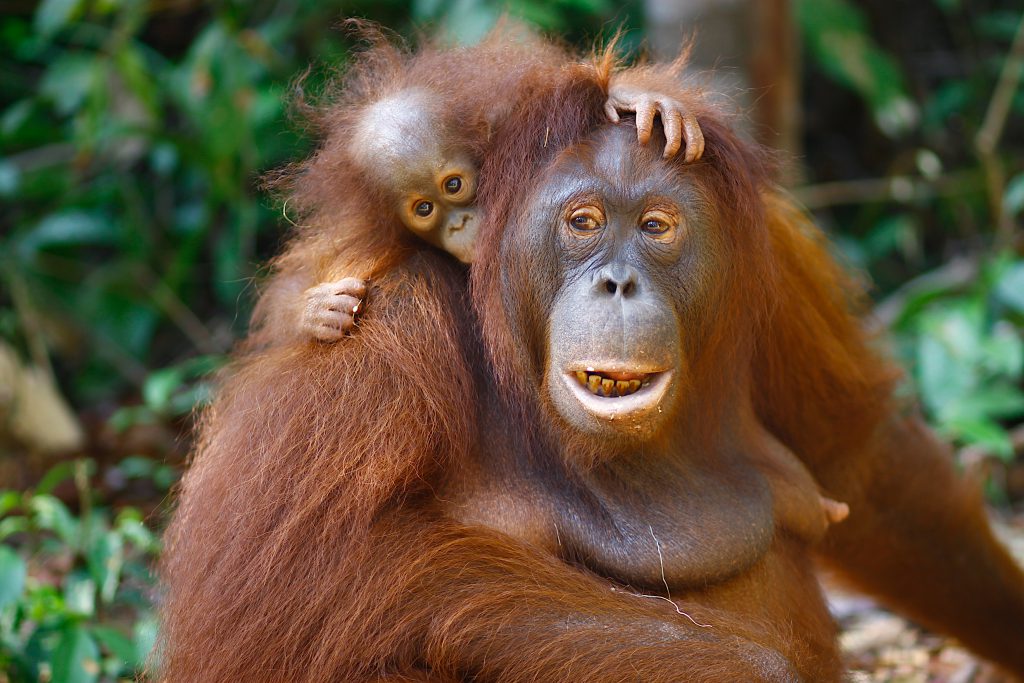 Image shows a mother orangutan with a baby orangutan on her back, nuzzling into her ear. 