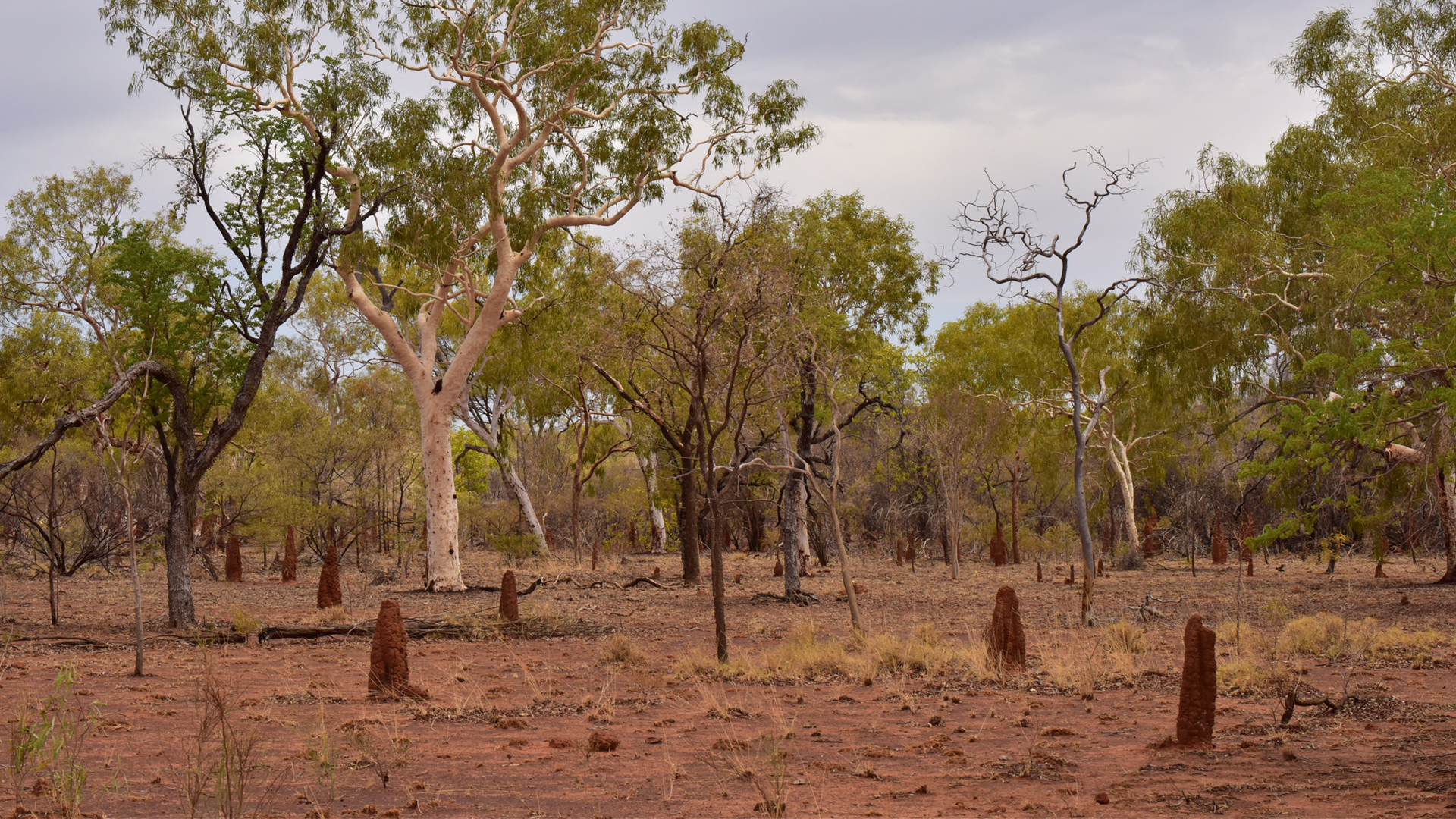 Trees, bushes and ant mounds in Beetoota basin